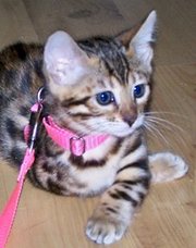 LOVELY BENGAL KITTEN FOR SALE