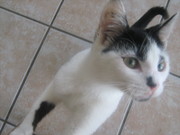 cat free to good loving home