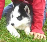 Male and Female Siberian Husky Puppies
