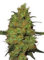 buy og kush at the best prices
