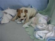 Two  English Bulldog Puppies For Adoption.